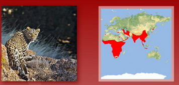 Название: Персидский леопард.jpg
Просмотров: 257
Размер: 29.6 Кб