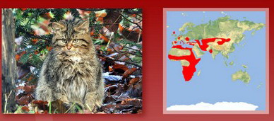 Название: Европейский лесной кот.jpg
Просмотров: 267
Размер: 39.6 Кб