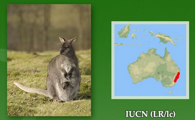 Название: КЕНГУРУ БЕННЕТА.jpg
Просмотров: 169
Размер: 33.5 Кб