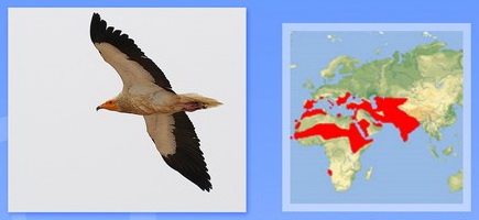 Название: Стервятник.jpg
Просмотров: 155
Размер: 31.6 Кб