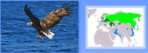 Нажмите на изображение для увеличения
Название: ОРЛАН - БЕЛОХВОСТ.jpg
Просмотров: 180
Размер: 37.7 Кб
ID: 1192