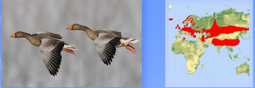 Название: СЕРЫЙ ГУСЬ.jpg
Просмотров: 512
Размер: 28.8 Кб