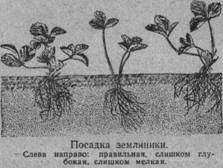 : Posadka_zemlyaniki.jpg
: 3730

: 8.8 