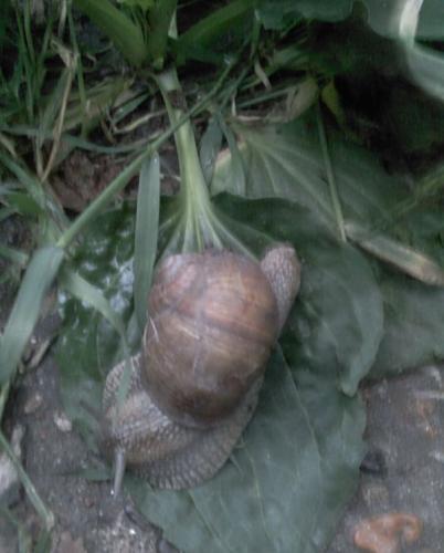     
: Vinogradnaya_ulitka.jpg
: 1738
:	68.4 
ID:	1438