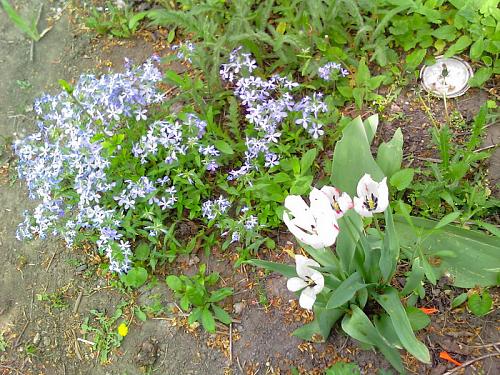     
: Vesna.jpg
: 1330
:	95.7 
ID:	1451