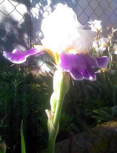     
: Makro_foto_rasteniya__Irisa.jpg
: 1313
:	88.8 
ID:	1455