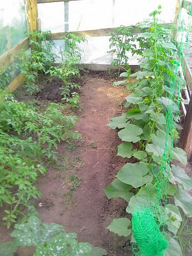    
: Teplica_s_ogurcami_pomidorami_kabachkami.jpg
: 637
:	104.4 
ID:	1459