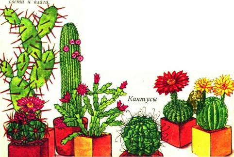 : Kaktus.jpg
: 259

: 34.8 