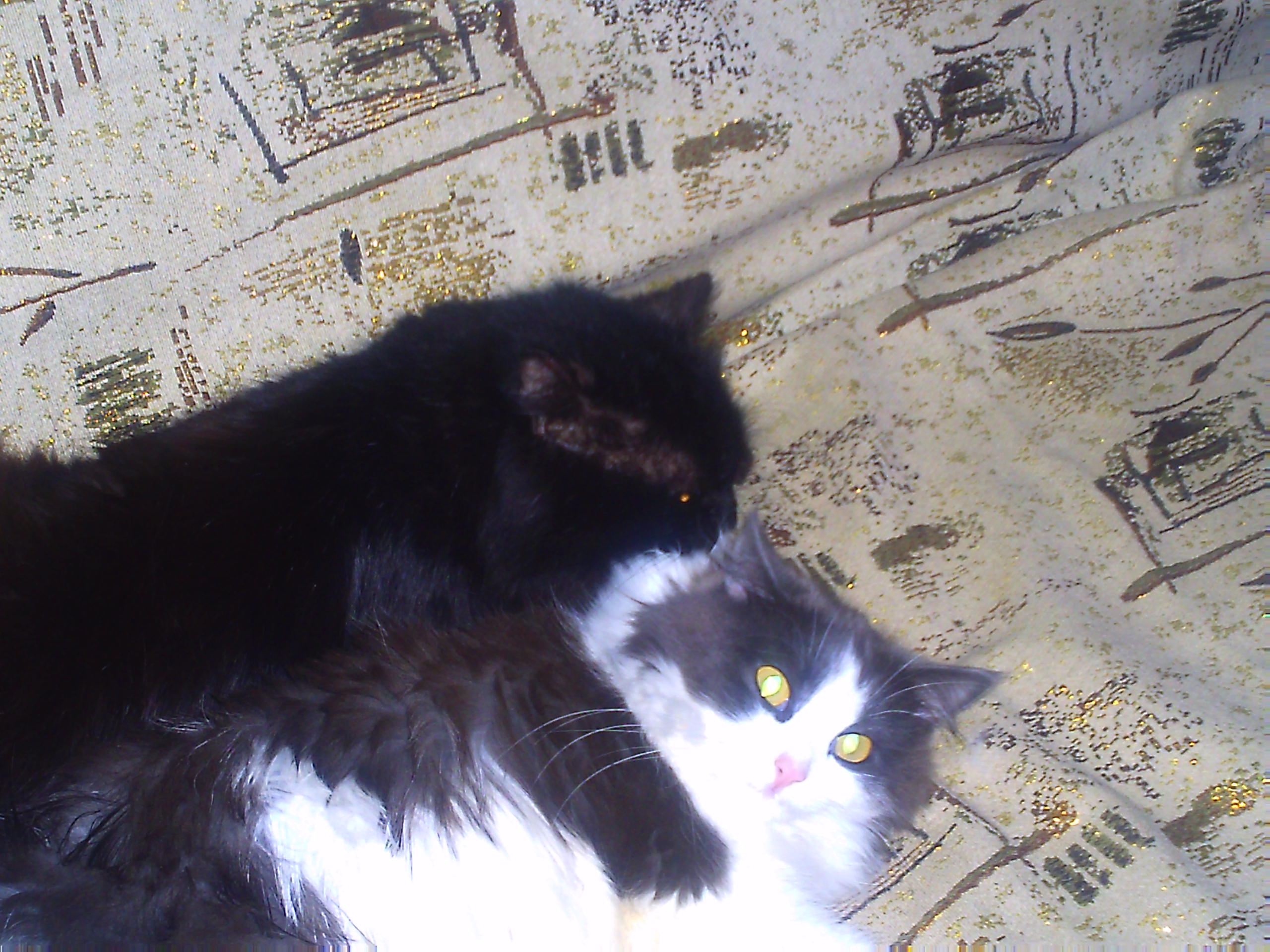     
: PICT0009.jpg
: 559
:	101.4 
ID:	229