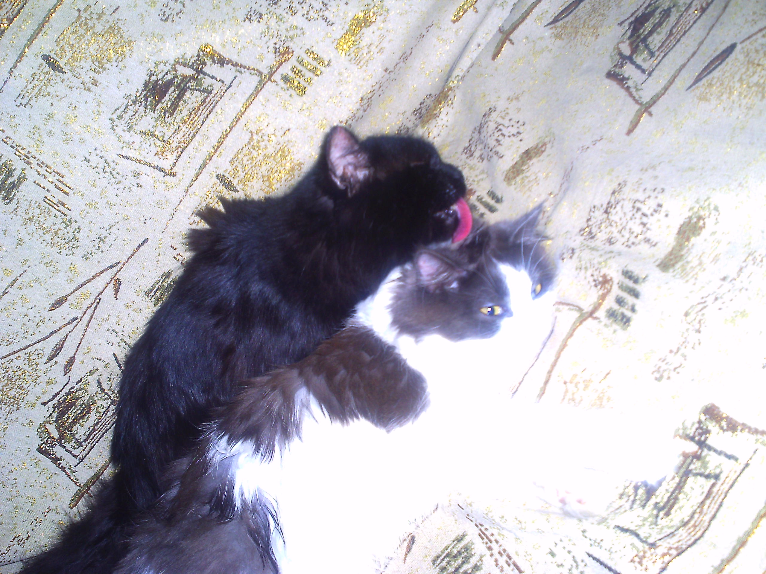     
: PICT0013.jpg
: 569
:	100.6 
ID:	230