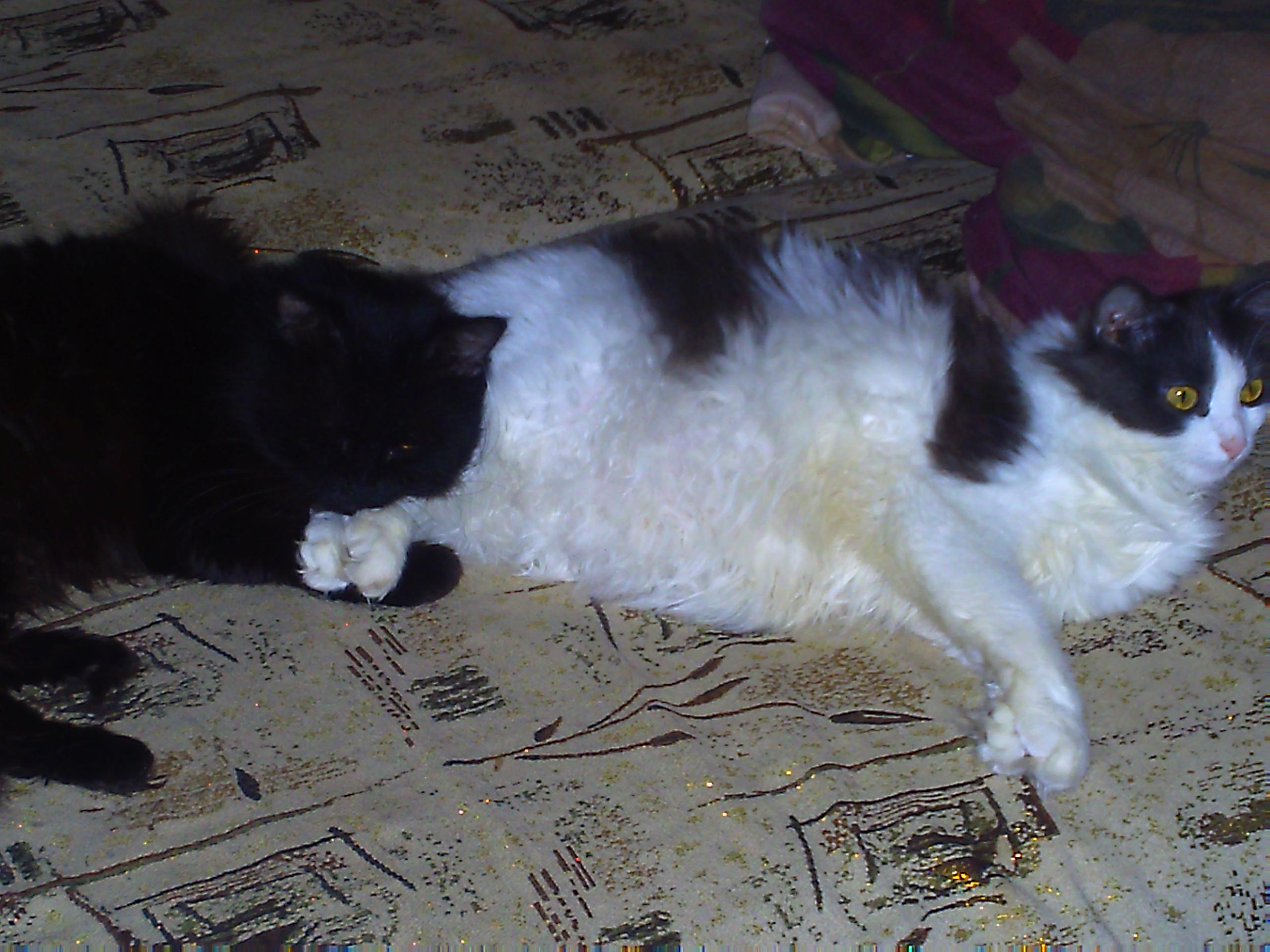    
: PICT0367.jpg
: 558
:	93.0 
ID:	232