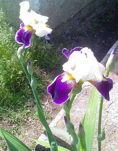     
: Foto-iris.jpg
: 1193
:	98.4 
ID:	1439