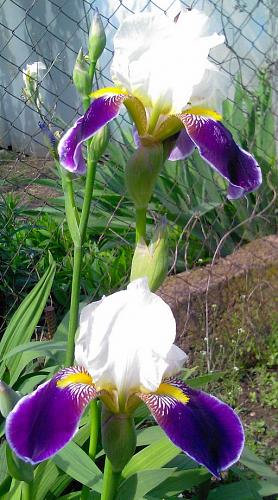     
: Iris.jpg
: 1181
:	81.1 
ID:	1440