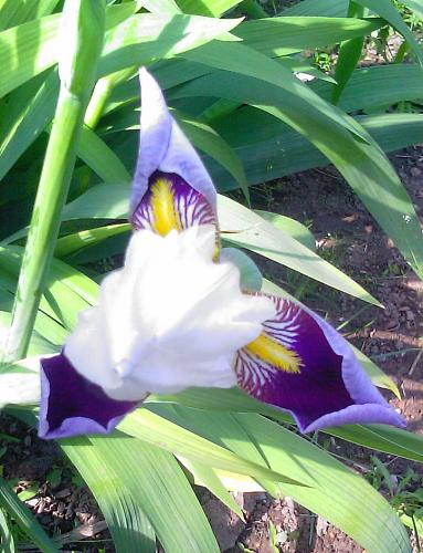     
: Iris-1.jpg
: 1052
:	92.6 
ID:	1442