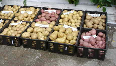 Название: Картошка.jpg
Просмотров: 753
Размер: 19.7 Кб