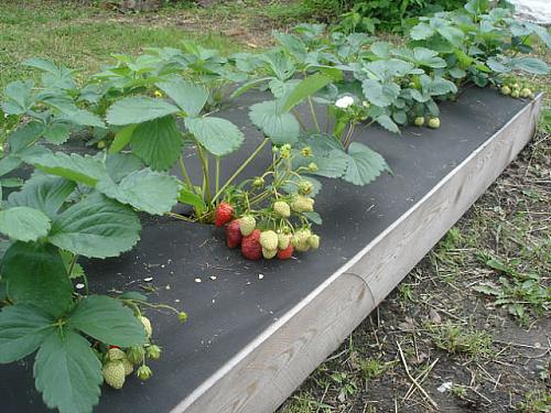 Нажмите на изображение для увеличения
Название: Клубника1.jpeg
Просмотров: 804
Размер: 91.5 Кб
ID: 1491