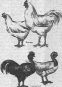 Название: куры.jpg
Просмотров: 6279
Размер: 8.6 Кб