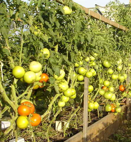 Название: помидоры.jpg
Просмотров: 716
Размер: 46.5 Кб