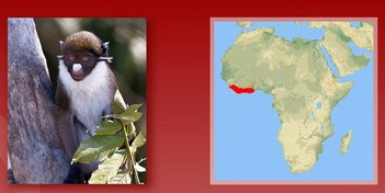 Название: Малая белоносая мартышка.jpg
Просмотров: 475
Размер: 26.8 Кб