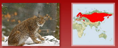 Название: Европейская рысь.jpg
Просмотров: 326
Размер: 29.9 Кб