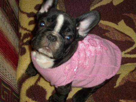 Название: Домашняя собачка.JPG
Просмотров: 396
Размер: 53.5 Кб