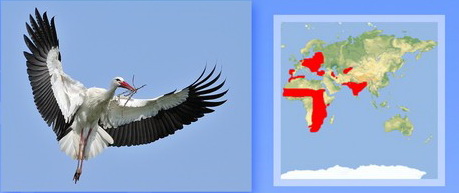 Название: БЕЛЫЙ АИСТ.jpg
Просмотров: 539
Размер: 33.2 Кб