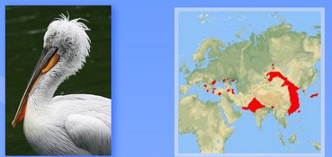 Название: КУДРЯВЫЙ ПЕЛИКАН.jpg
Просмотров: 615
Размер: 27.9 Кб