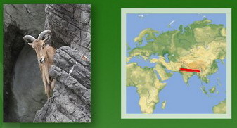 Название: ГИМАЛАЙСКИЙ ТАР.jpg
Просмотров: 169
Размер: 29.8 Кб